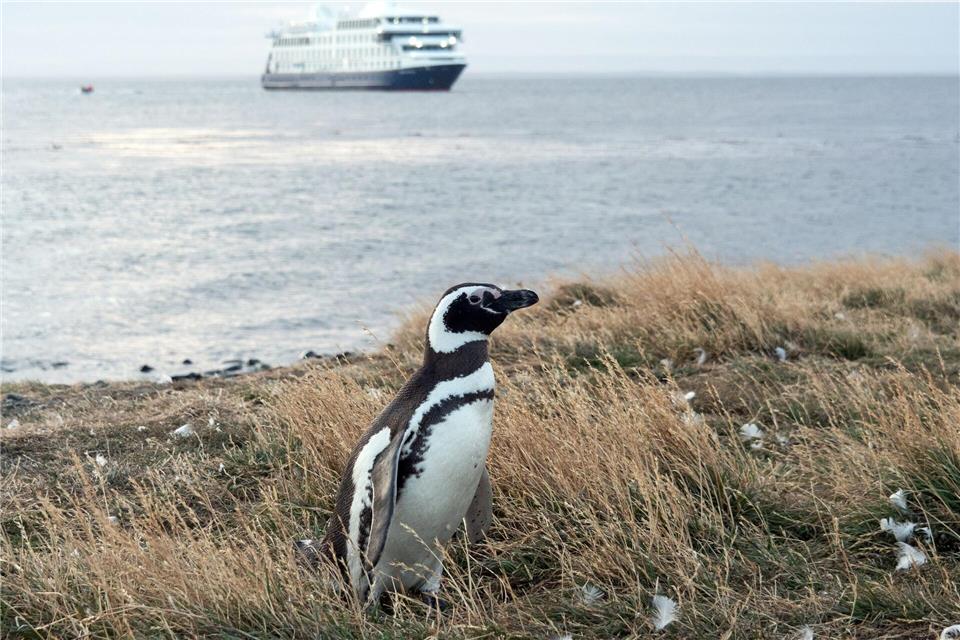 An Land ungelenk, im Wasser pfeilschnell: Auf der Insel Magdalena leben die Magellanpinguine.Andreas Drouve/dpa-tmn