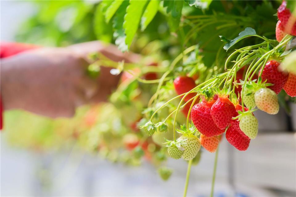 An Marktständen und in Hofläden gibt es nach und nach auch Erdbeeren aus dem Freilandanbau zu kaufen.Julian Stratenschulte/dpa