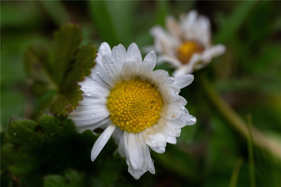 An Ostersonntag wird es zunächst verbreitet sonnig. (Symbolbild)Pia Bayer/dpa