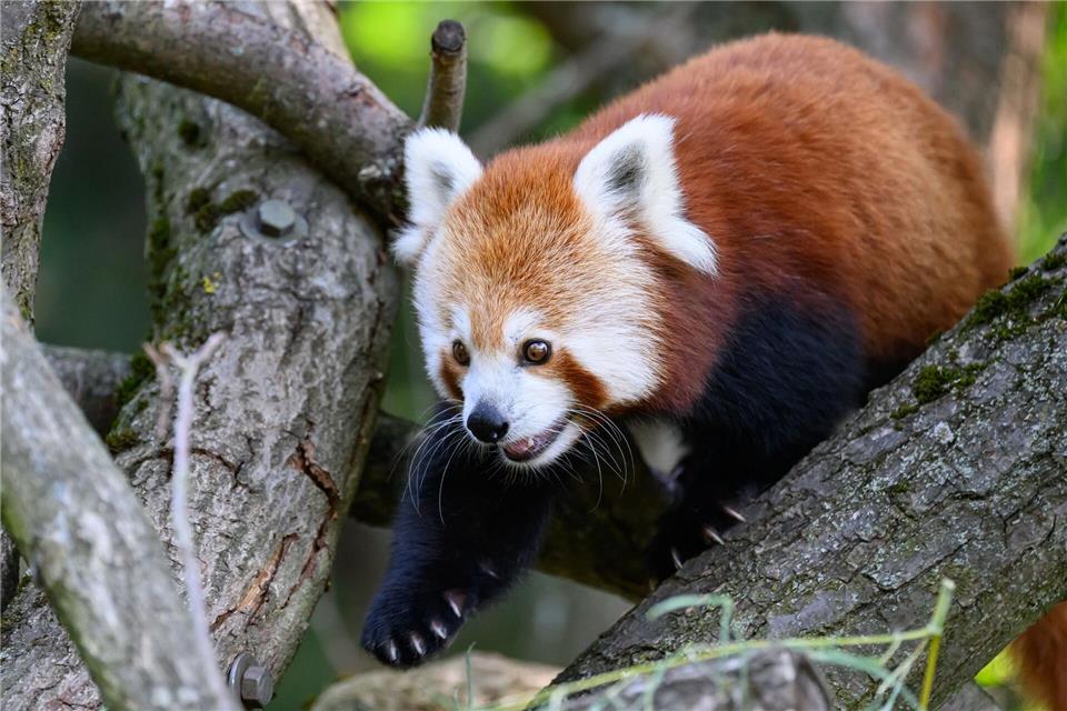 An Tagen mit hohen Temperaturen sind die Roten Pandas im Zoo von Dresden meist nur in den Morgenstunden aktiv. Robert Michael/dpa