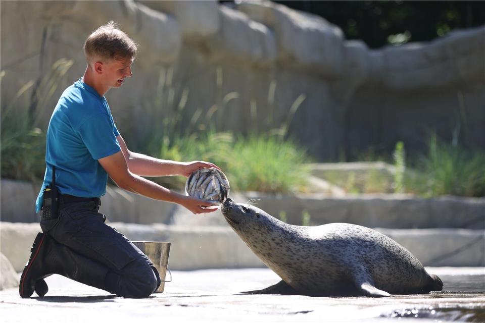 An besonders heißen Tagen im Sommer erhalten die Robben im Rostocker Zoo ihr Futter unter anderem im vereisten Zustand.Danny Gohlke/dpa