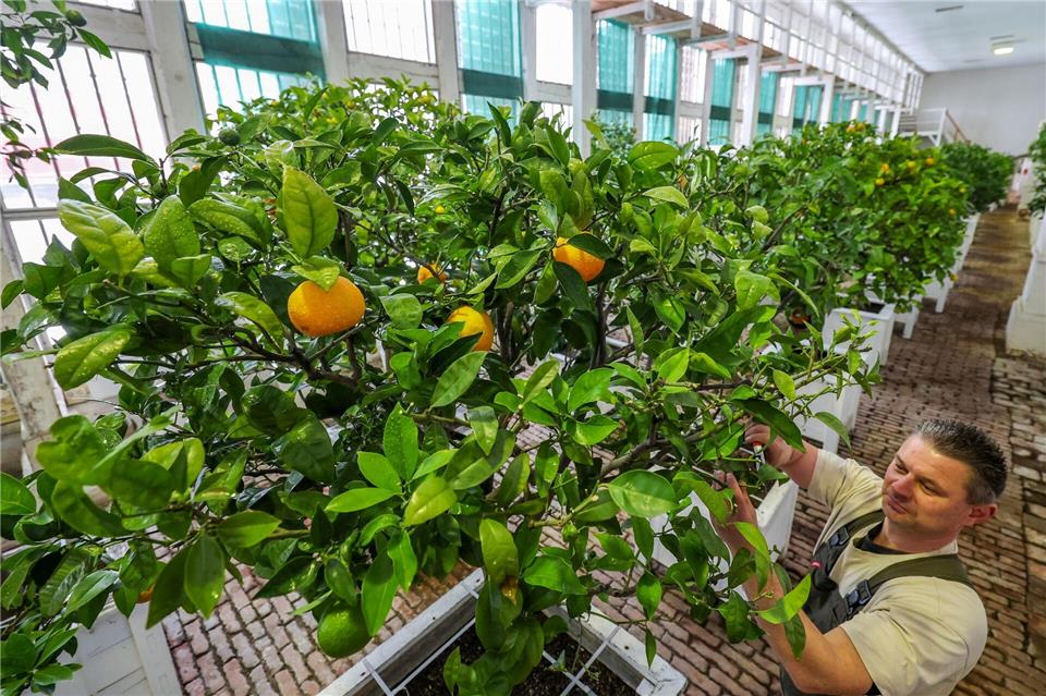 An den Bäumen hängen auch einige Früchte. Jan Woitas/dpa