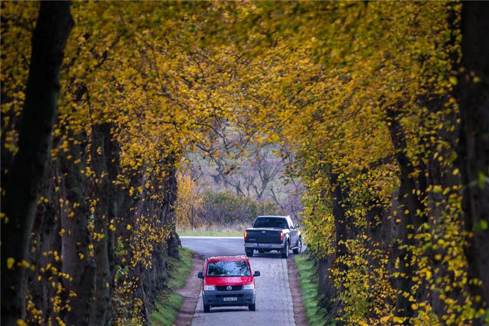 An den Kreis- und Gemeindestraßen steht es schlecht um den Alleenschutz, sagt die Umweltorganisation BUND. (Archivbild)Jens Büttner/dpa
