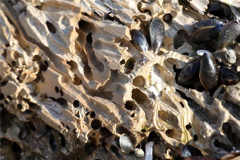 An den Küstenschutzanlagen in Mecklenburg-Vorpommern, speziell an den Buhnensystemen, wird der Befall mit Schiffsbohrmuscheln regelmäßig untersucht. (Symbolbild)Bernd Wüstneck/dpa-Zentralbild/ZB