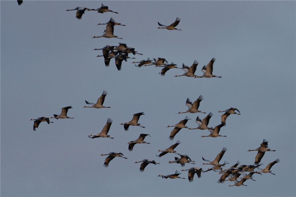 An den Linumer Teichen rasten jedes Jahr tausende Kraniche. Einige hundert Vögel starben nach dem Ausbruch der für Tiere hoch ansteckenden Geflügelpest. (Archivbild)Georg Moritz/dpa