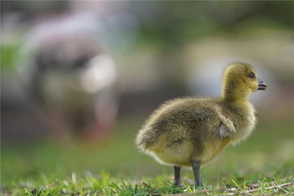 An der Alster ist gerade Küken-Schlüpfzeit. Wie können Passanten helfen, wenn ein Gänslein in Not gerät? (Symbolbild)Marcus Brandt/dpa