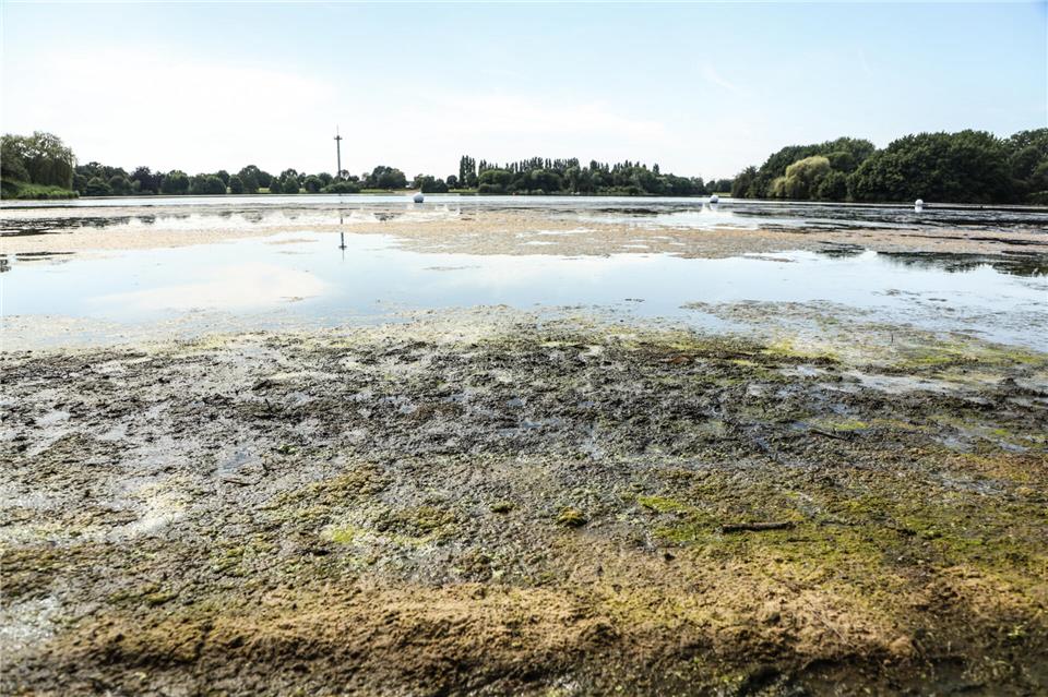 An der Badebucht sammeln sich zurzeit grün-braune Ablagerungen an.