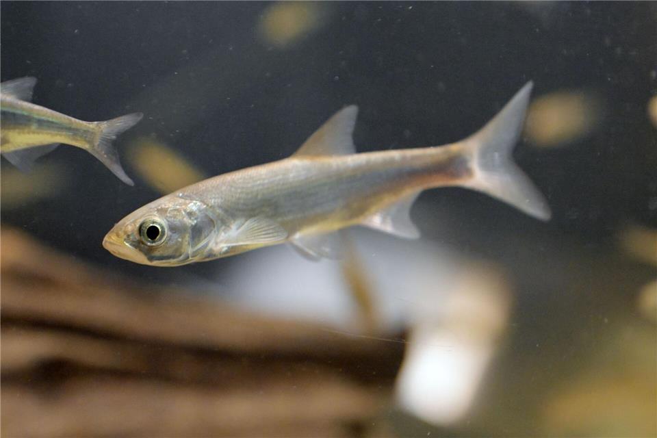 An der Badestelle ist ein Schwarm kleiner Fische unterwegs? Gut möglich, dass es Ukeleien sind.picture alliance/dpa