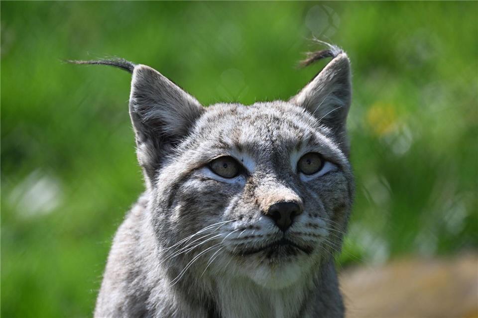 An der Grenze zur Schweiz wurde ein wildlebender Luchs entdeckt. (Foto-Illustration) Bernd Wei�brod/dpa