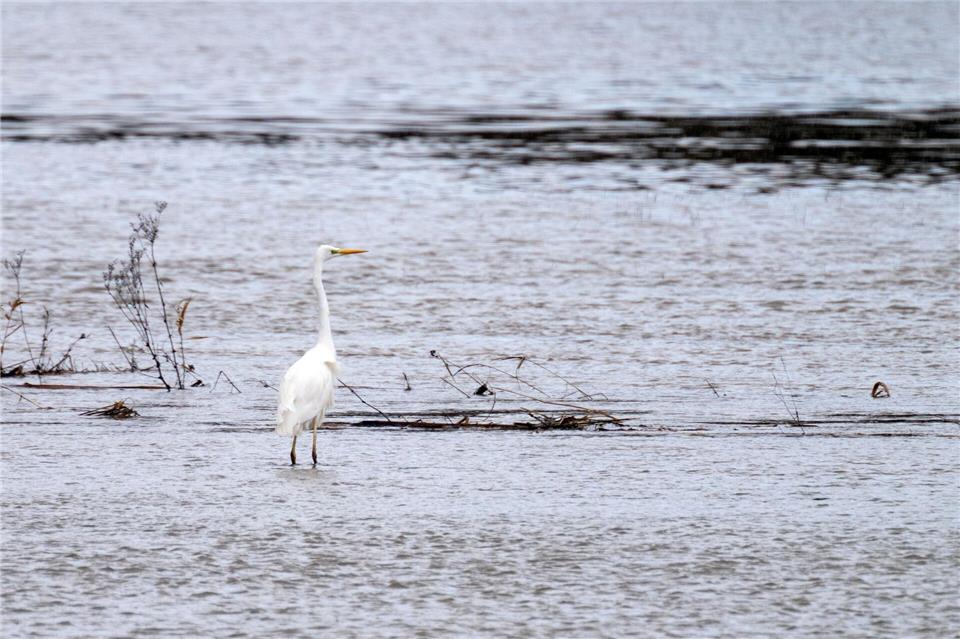 An der Itz gibt es Hochwasser.Pia Bayer/dpa
