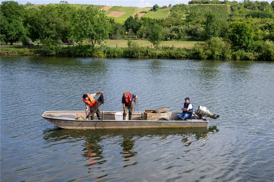 Es gibt sie immer seltener - Das machen Berufsfischer heute An der Mosel gibt es derzeit noch neun Berufsfischer (Archivbild)Harald Tittel/dpa