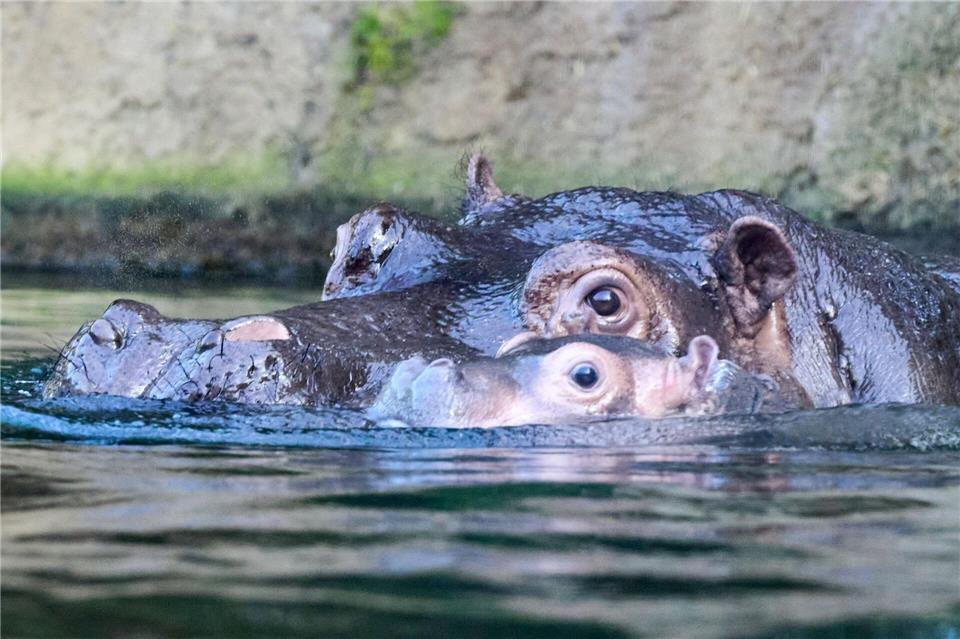 An der Seite von Mama Nala erkundet das Jungtier das Wasserbecken.Annette Riedl/dpa