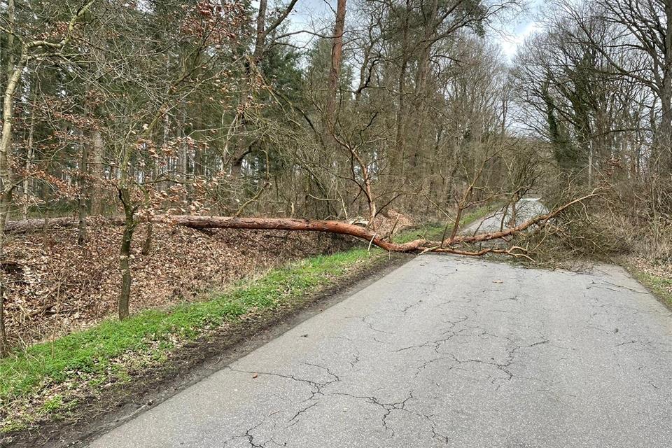 An der Straße Werlo ist dieser Baum umgestürzt.