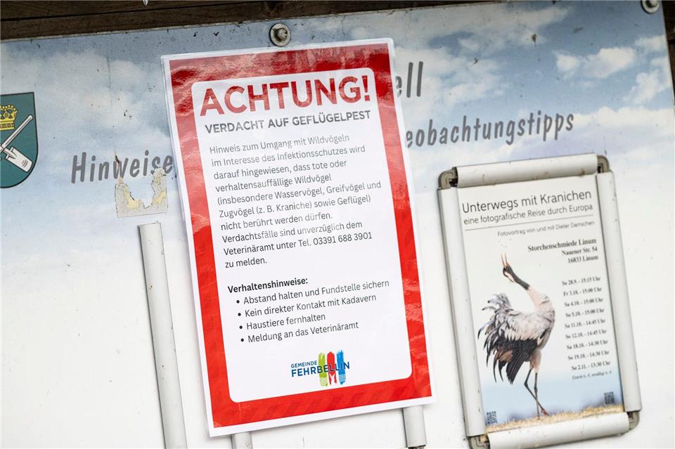 An der Vogelgrippe sind bereits massenhaft Kraniche in der Linumer Teichlandschaft bei Fehrbellin (Kreis Ostprignitz-Ruppin) gestorben.Fabian Sommer/dpa