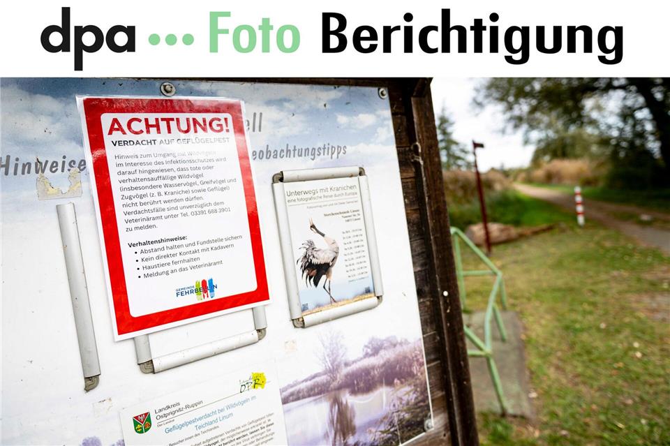 An der Vogelgrippe sind bereits viele Kraniche an den Linumer Teichen bei Fehrbellin (Kreis Ostprignitz-Ruppin) gestorben.Fabian Sommer/dpa