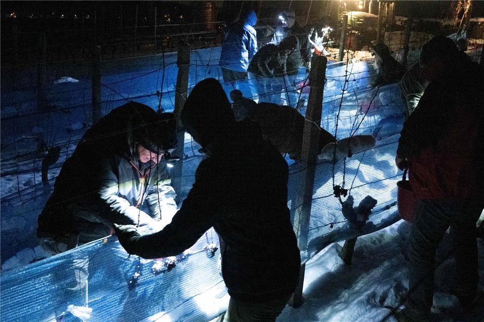 An diesem Wochenende soll im Elbtal wieder Eiswein gelesen werden. (Archivbild)Sebastian Kahnert/dpa