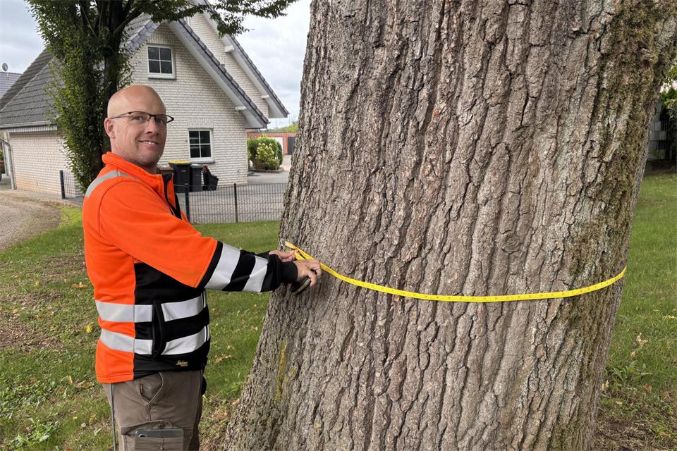 An dieser Eiche am Talweg braucht Jörg Mecking ein langes Maßband, um den Umfang zu messen: 4,03 Meter hält er fest.