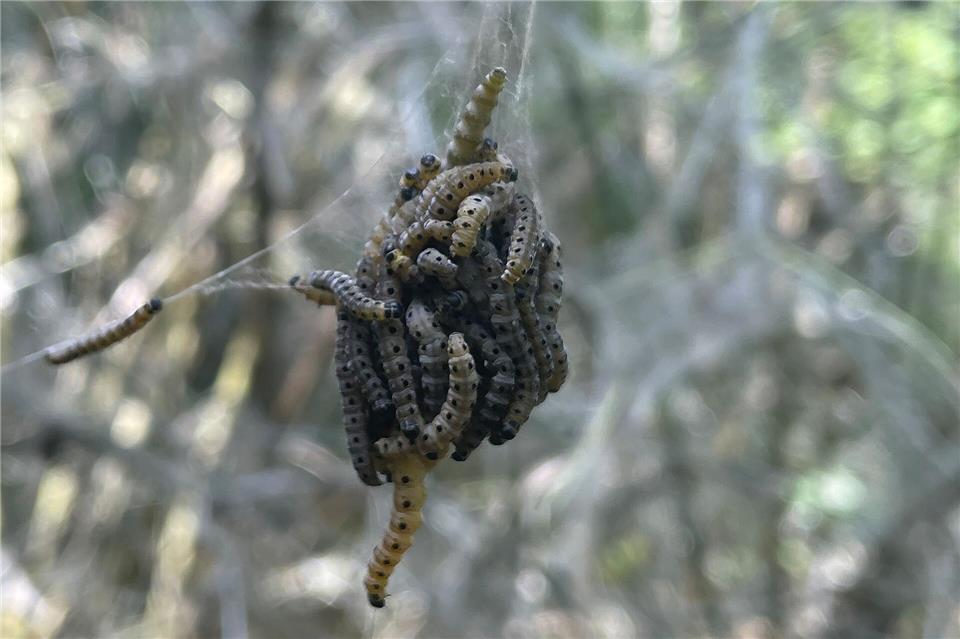 An einem Tag kann eine Raupe einen meterlangen Faden spinnen. (Archivbild)Paul Zinken/dpa