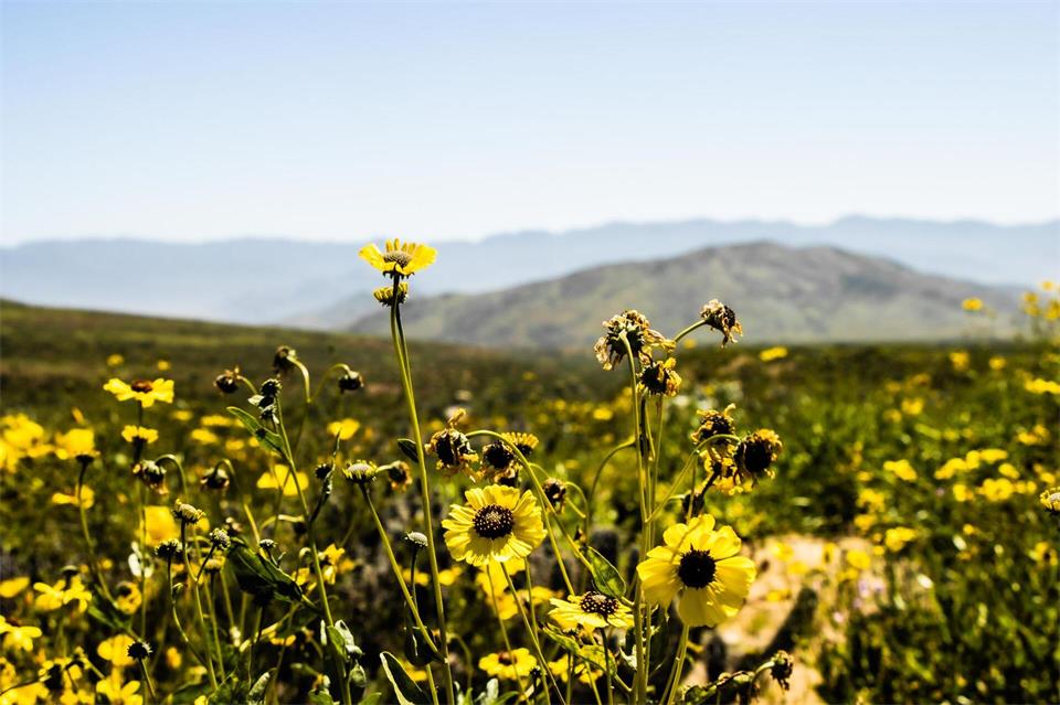 An einem der trockensten Orte der Welt sprießen zahlreiche Blumen. Ignacio Villarroel/Agencia Uno/dpa