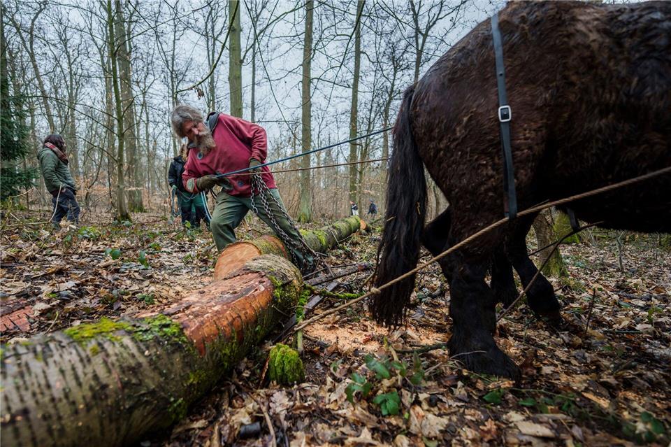 An einer Eisenkette ziehen die beiden Rückepferde die dicken Baumstämme durch das Waldstück am Schloss Freudenberg.Andreas Arnold/dpa