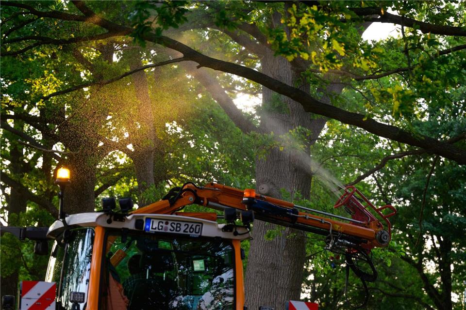 An einer Landstraße wird ein biologisches Mittel mit Nematoden gegen den Eichenprozessionsspinner versprüht.Philipp Schulze/dpa