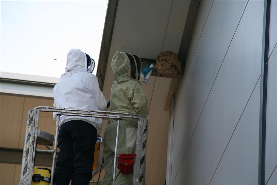 An einer der großen Hallen am Ramsdorfer Postweg musste ein Hornissennest entfernt werden.