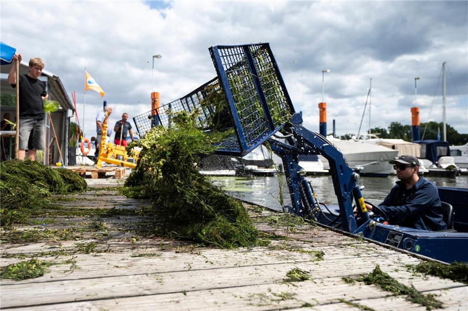 An einigen Stellen am Rhein, wie dem Hafen in Wiesbaden-Schierstein, musste die Wasserpest massenhaft abgemäht und mühsam aus dem Wasser geholt werden. (Archivbild)Hannes P. Albert/dpa