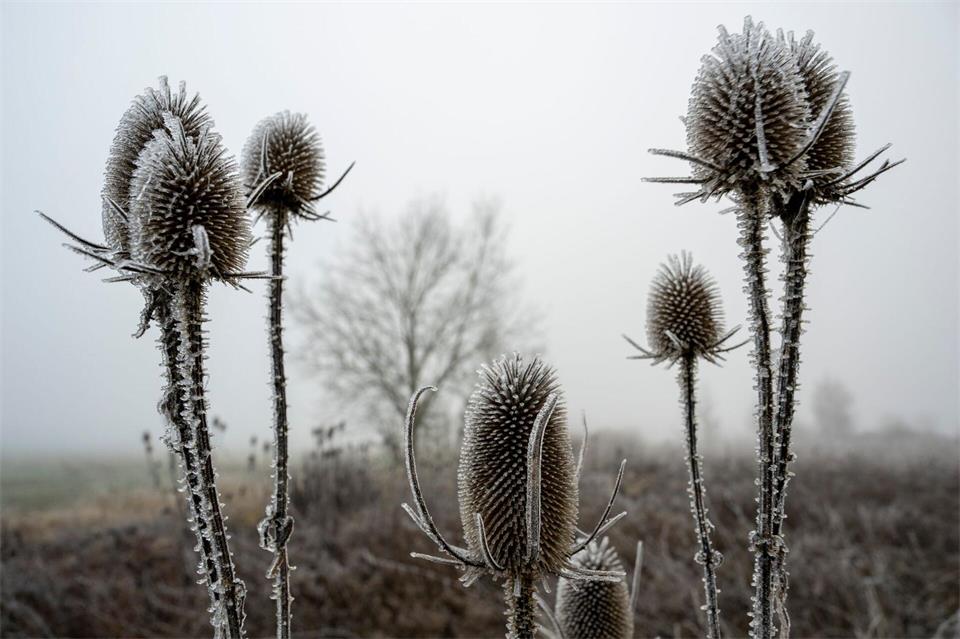 An manchen Orten könnten auch Frostschäden an Pflanzen drohen. (Symbolbild)Stefan Puchner/dpa