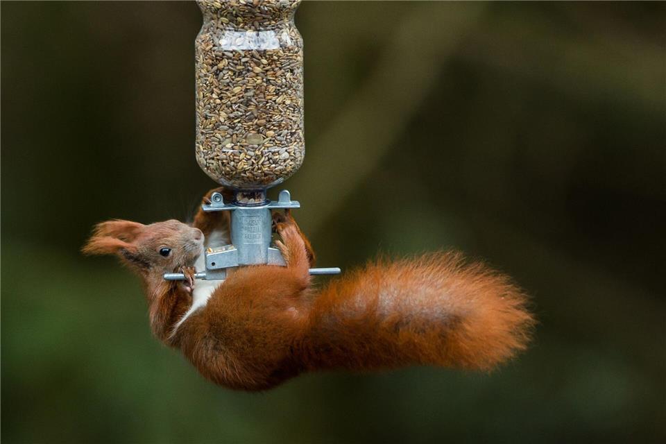 An sonnigen Tagen sind Eichhörnchen auch im Winter unterwegs und freuen sich über Nüsse und Samen. Ulrich Perrey/dpa/dpa-tmn