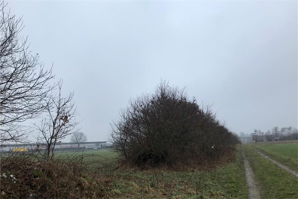 An zwei Stellen sollen die Wallhecken auf der Erweiterungsfläche durchbrochen werden.