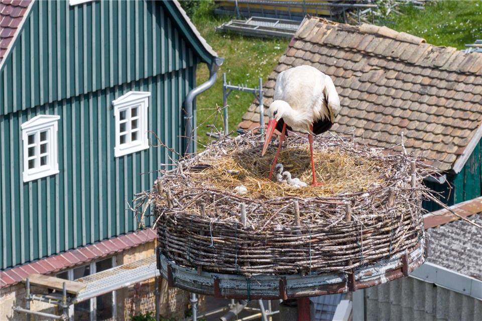 Andere Bürger wollen mit einer Petition erreichen, dass das Nest erhalten bleibt.Sebastian Kahnert/dpa