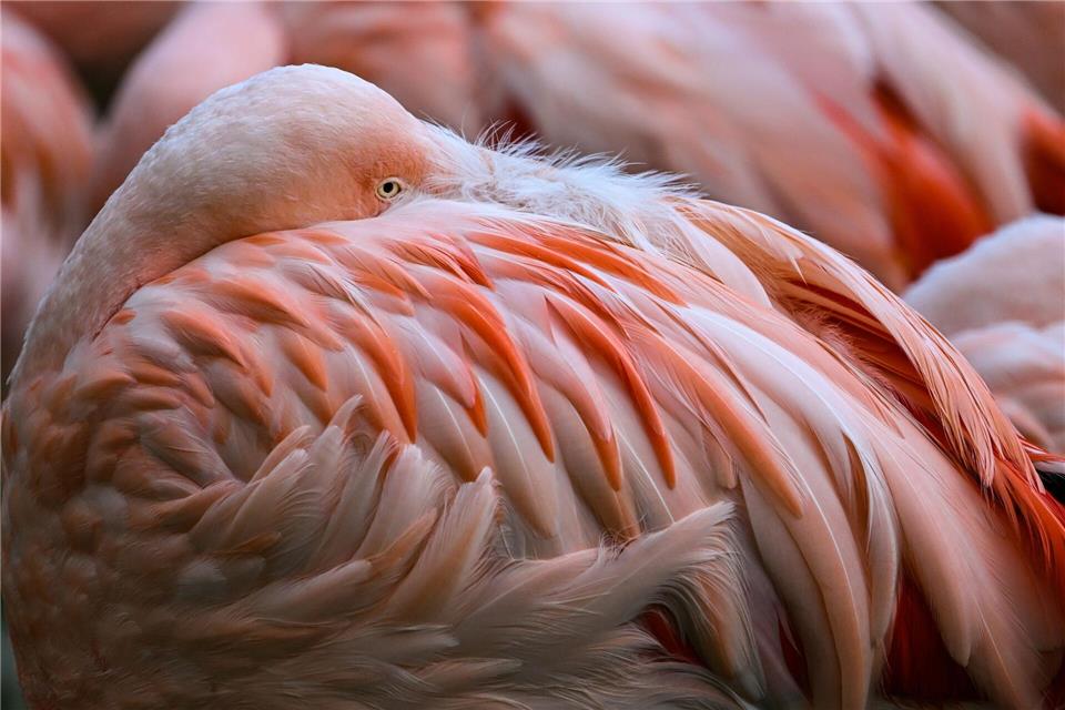 Andere Geflügelhalter in Krefeld sind zunächst nicht betroffen. (Archivbild)Arne Dedert/dpa