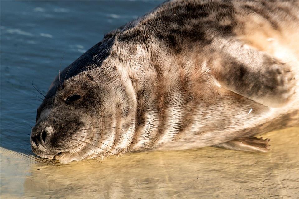 Andere liegen in der Sonne.Daniel Bockwoldt/dpa/Daniel Bockwoldt
