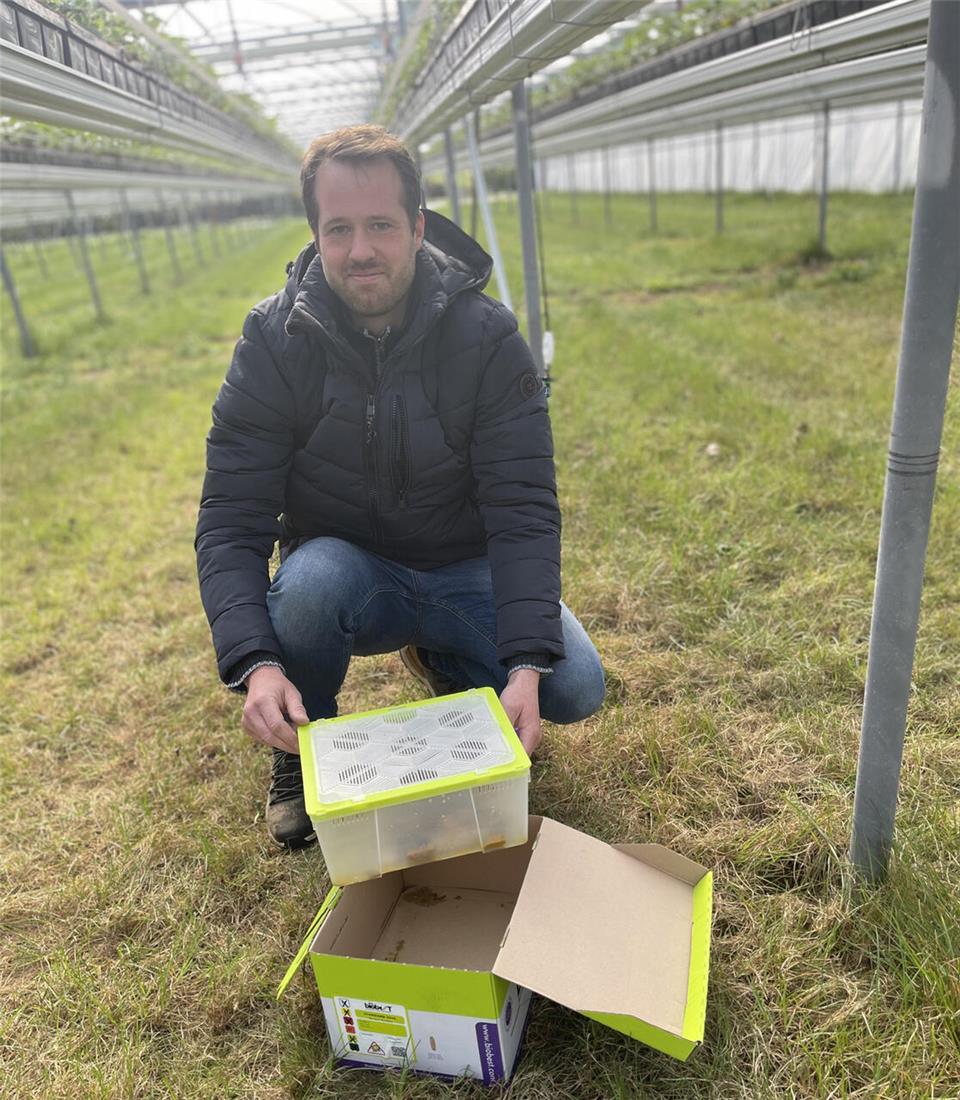 André Brösterhaus zeigt einen der Hummel-Kartons. 50 Stück befinden sich darin, sie können selbstständig rein und raus um die jungen Erdbeerblüten zu bestäuben.
