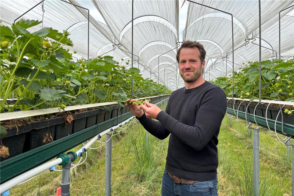 André Brösterhaus zwischen seinen Erdbeerpflanzen, die unter Folien wachsen.