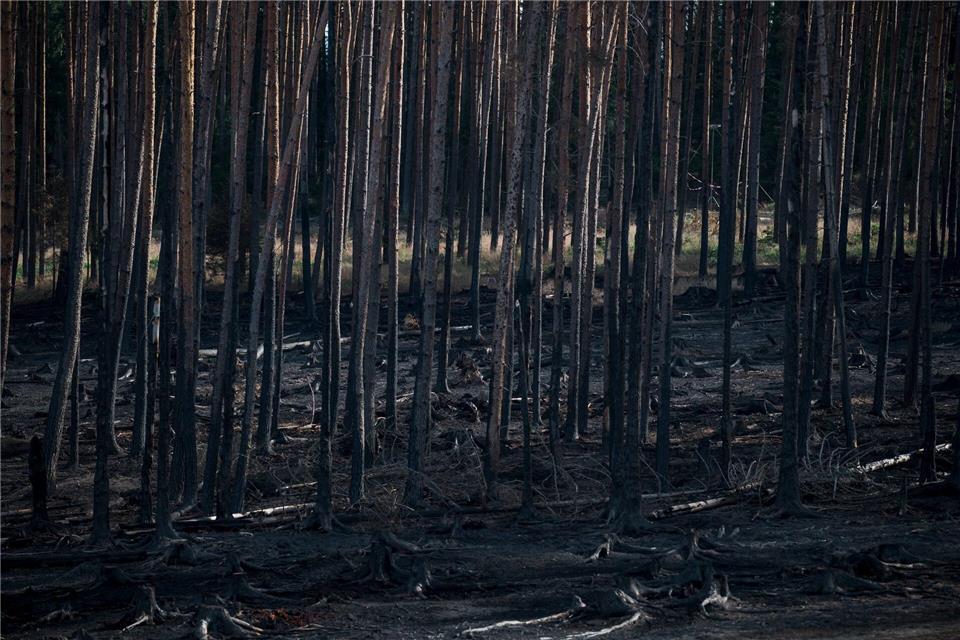 Brand auf Saalfelder Höhe gelöscht Anfang Juli brach auf der Saalfelder Höhe ein großflächiger Waldbrand aus. Fast zwei Wochen später gilt das Feuer nun als gelöscht. (Archivbild) Daniel Vogl/dpa
