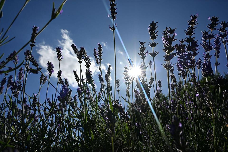 Anfangs wurde aus dem Lavendel vorrangig Duftöl gewonnen.Katharina Kausche/dpa
