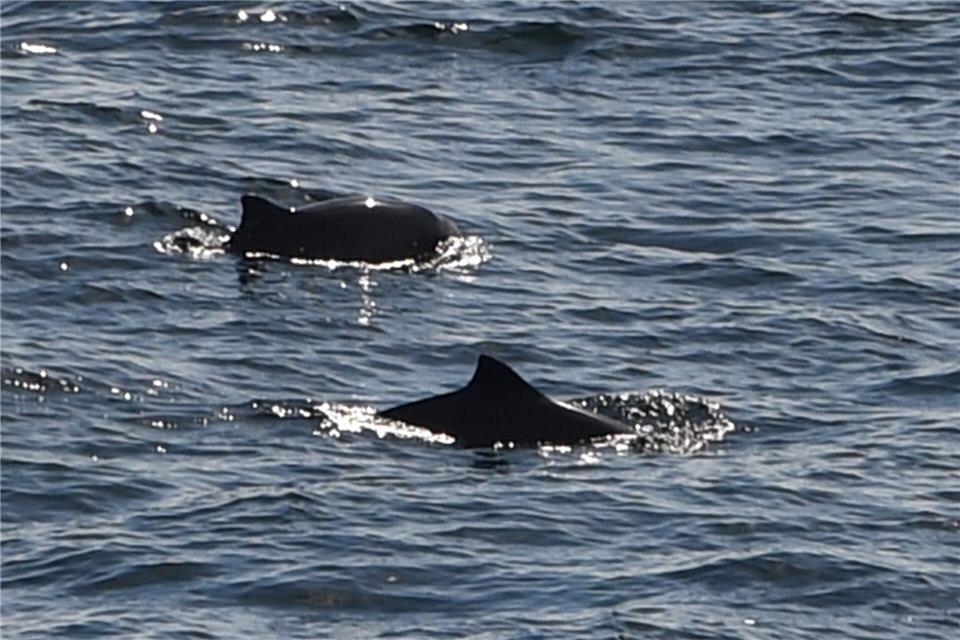 Angesichts der Aufmerksamkeit für den vor Poel liegenden Buckelwal verweisen Experten auch auf Probleme einer heimischen Art - des Schweinswals. (Archivbild)Carsten Rehder/dpa