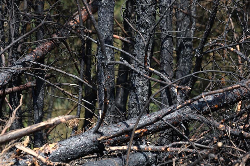 Anhaltende Trockenheit lässt die Gefahr vor Waldbränden im Land steigen. (Archivbild) Matthias Bein/dpa