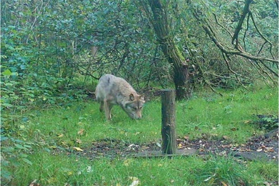 Anhand der Aufnahme einer Wildtierkamera haben Experten bestätigt, dass es sich bei dem Tier um einen Wolf handelt. FHH - Freie und Hansestadt Hambu