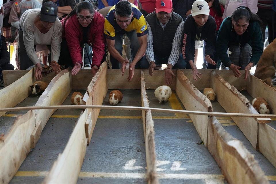 Anlässlich der Feierlichkeiten zum 107. Jahrestag des Kantons Salcedo in Ecuador lassen Teilnehmer Meerschweinchen um die Wette laufen.Dolores Ochoa/AP/dpa