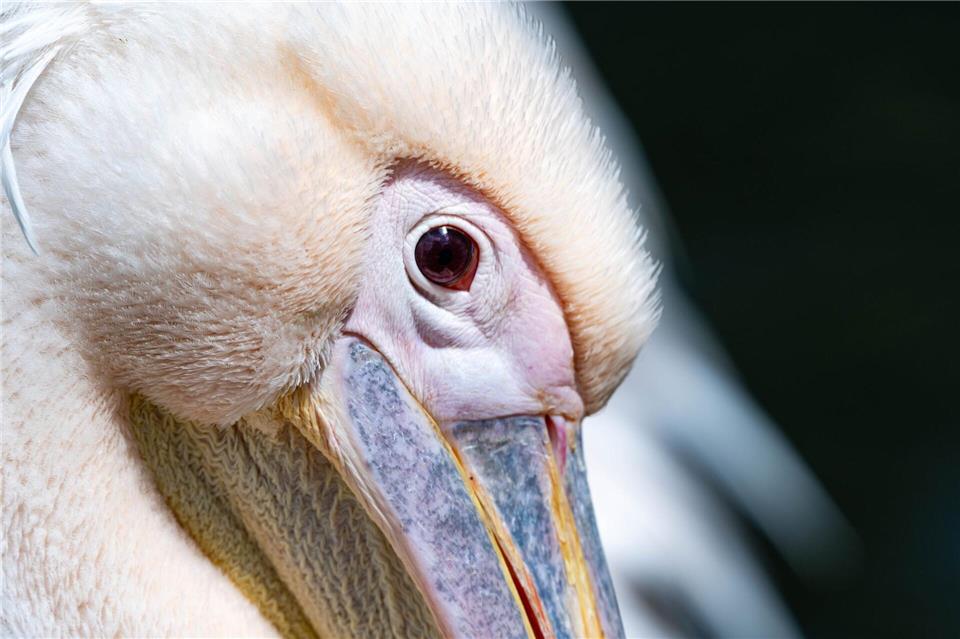Anlässlich des Landeszootages haben Kinder und Jugendliche bis 14 Jahre freien Einritt in den Zoos und Tierparks des Landeszooverbandes Mecklenburg-Vorpommern. (Archivbild)Stefan Sauer/dpa
