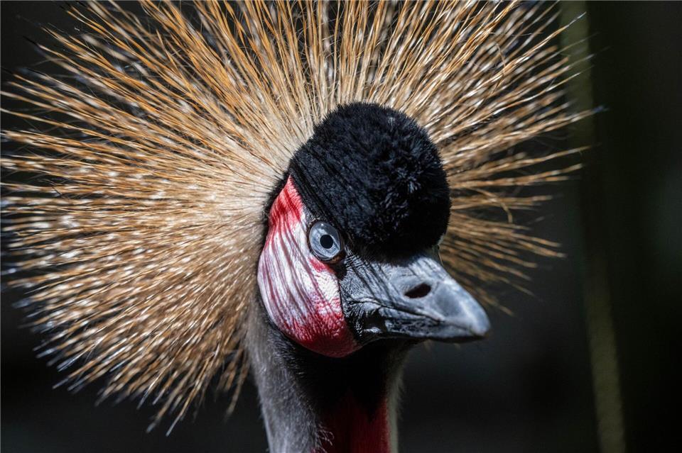 Anlässlich des Landeszootages haben Kinder und Jugendliche bis 14 Jahre freien Einritt in den Zoos und Tierparks des Landeszooverbandes Mecklenburg-Vorpommern. (Archivbild)Stefan Sauer/dpa