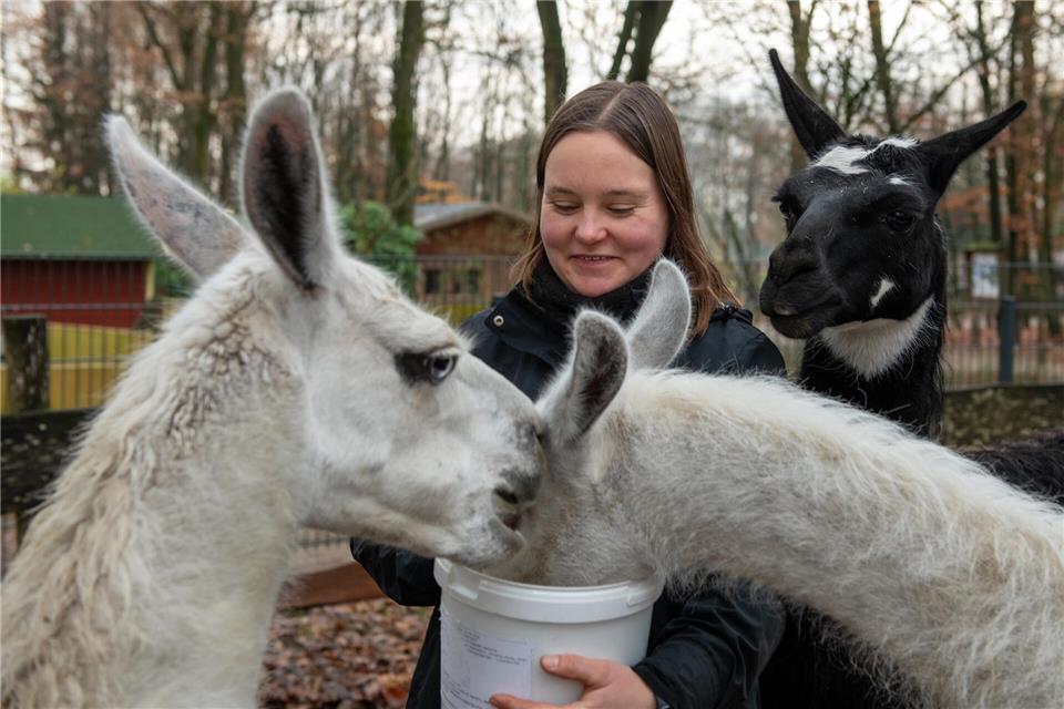 Ann-Kristin Wansing inmitten der Lama-Familie im Frankenhof.