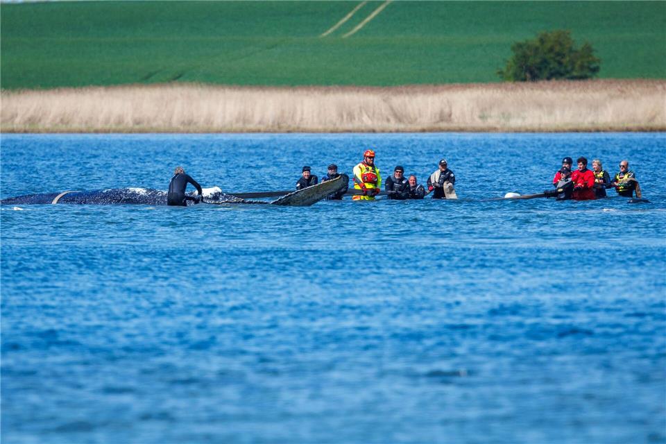 „Ans Würdelose grenzendes Gezerre“ nennt Greenpeace-Experte Thilo Maack das Geschehen am Wal.Jens Büttner/dpa