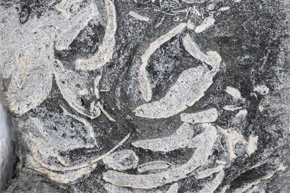 Ansammlung von Muschelschalen und Pflanzenresten – interpretiert als das Erbrochene eines Plesiosauriers.Dirk Knaust/Cambridge University/EurekaAlert/dpa