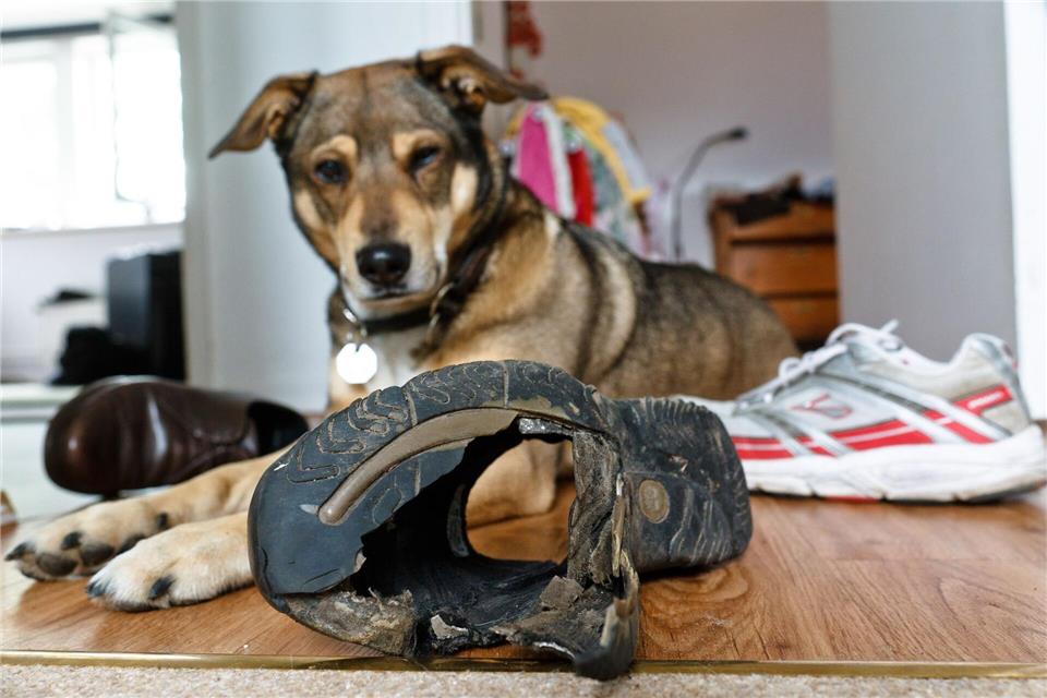 Anspruchsvolle Erziehungsarbeit: Wer einen Hund mit ADHS zu Hause hat, sollte versuchen, sich in das Tier und seine Bedürfnisse hineinzuversetzen. Markus Scholz/dpa-tmn