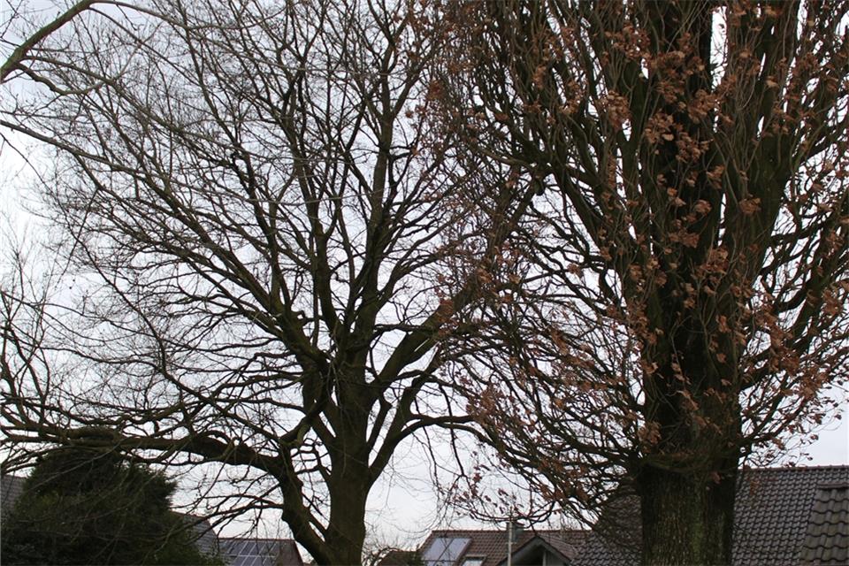 Anwohner beschweren sich über nahestehende Bäume. 