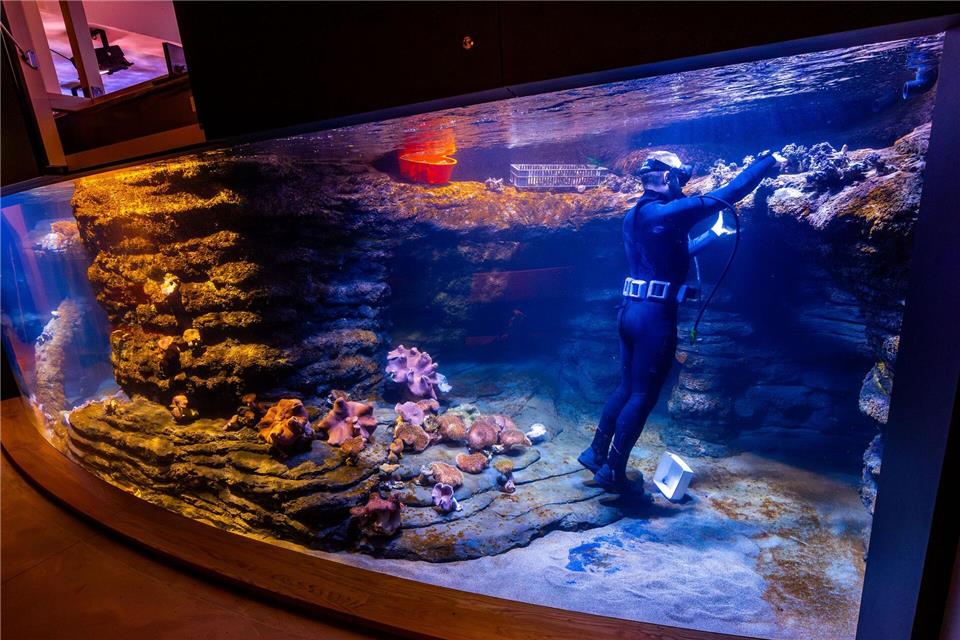 Aquarist Jan Leupold an seinem Unterwasser-Arbeitsplatz im Meeresmuseum.Jens Büttner/dpa