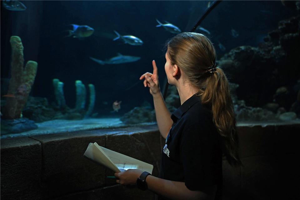 Aquaristin Lisa Winkelgrund zählt die Tiere im Becken.Shireen Broszies/dpa